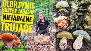 Jadalne grzyby olbrzymy i wiele innych ciekawostek w polskich lasach (Sierpień)