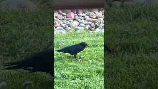Crow devours bunny