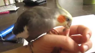 Daddy Cockatiel Feeding Baby