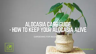 Alocasia Care Guide - How To Keep Your Alocasia Alive