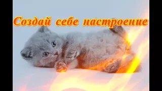 Смешные прикольные кошки собаки Позитив Для детей и не толькоСоздай себе хорошее настроение