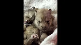 SWEETEST WOLF HOWL EVER