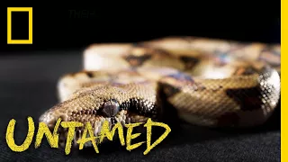 Slither On Over to See This Boa | Untamed