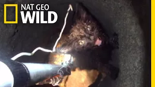 Watch a Daring Rescue of a Kitten From Deep Underground | Nat Geo Wild