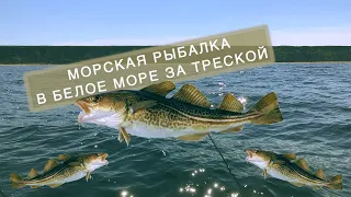 Морская рыбалка Треска Белое море Встретили белух