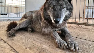 Волк воспринимает собаку в качестве добычи. Канадский Волк Акела и Тайга, западносибирская лайка