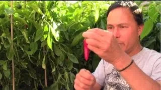 How to Grow Foods with the Highest Nutrient Density & Best Taste