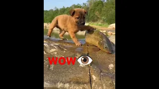 fish and dog❣️#amateur#Funny #comedy #couple #explore #reels #bottleflip