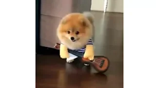 Best Of Cute Pomeranian Puppies Videos Compilation 2018  Cute Dogs