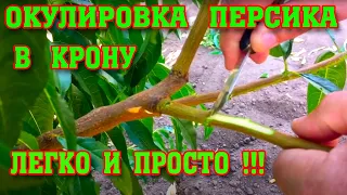 Летняя ОКУЛИРОВКА ПЕРСИКА в крону/ ЛЕГКО И ПРОСТО!!!