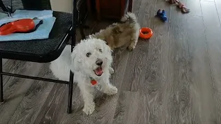 Puppy TRAUMATIZES Old Dog (Must watch!)