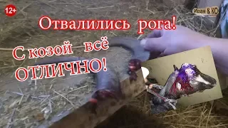 Экстренный выпуск!!! Коза в ШОКЕ рога отвалились! Special!!! Goat in SHOCK horns fell off!