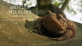 Common Toads | The Complete Guide