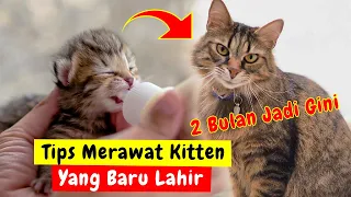 5 TIPS MERAWAT KUCING BARU LAHIR | CARA MERAWAT KUCING BAGI PEMULA & KESALAHAN MERAWAT ANAK KUCING