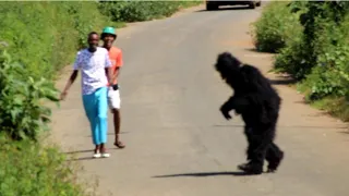 Gorilla prank| 😂😂😂🦍