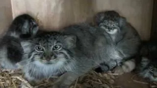 WHF Pallas Cat Kittens 2010  - still playing at 7 weeks old!