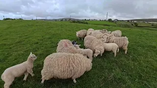 Sheepdog Training .... Four Dogs & some Sheep ....