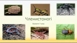 Біологія. Тварини. Членистоногі. Клас Ракоподібні, Павукоподібні, Комахи