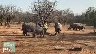 Rhino Revolution contributes to supplementary feeding on a rhino conservation operation