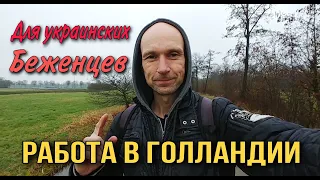 ❗О РАБОТЕ В ГОЛЛАНДИИ / НИДЕРЛАНДАХ ДЛЯ УКРАИНСКИХ БЕЖЕНЦЕВ - легко ли найти и как оплачивается?