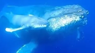 Humpback whale giving birth captured in Japan for the first time