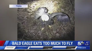 Bald eagle eats too much to fly
