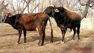 Very Big Strong Powerfull Bull Fast Meeting Small Cow.