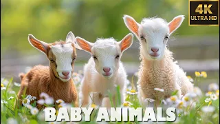 Baby Animals - Amazing World Of Young Animals 🌿 4K Relaxation Film (60FPS) & Forest Sound ♫