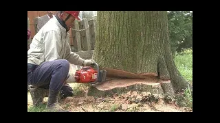 Tree Cutting Fails Compilation And Idiots With Chainsaw ! Dangerous skills Tree Falling #15