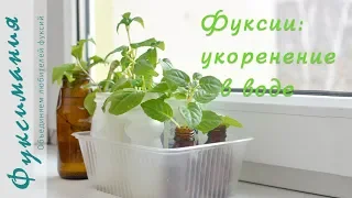 Фуксии: укоренение в воде