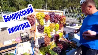 🔴🔴Выставка винограда в Самохваловичах, Минская область. Виноград в Беларуси.