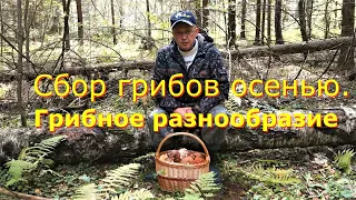 Сбор грибов осенью. Грибное разнообразие