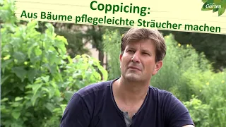 Gehölze und Sträucher: Coppicing soll Pflege erleichtern | MDR Garten | MDR