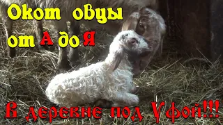 Окот овцы от А до Я #окот #ягнение #ягнёнок #эдильбаевская #овцеводство #признаки #овцематка #ярочка