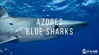 Blue Sharks of the Azores: A Stunning Encounter