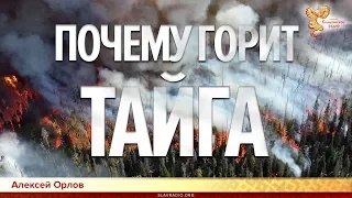 Почему горит тайга. Алексей Орлов