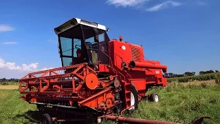 Żniwa 2016 / Bizon Super ZO56 & Massey Ferguson 3645