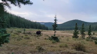 Moose on an Elk hunt