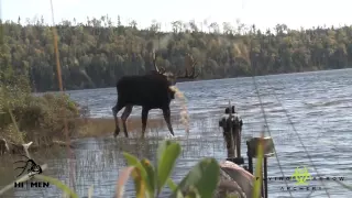 Archery Moose hunt with a Toxic Takedown- Flying Arrow Archery