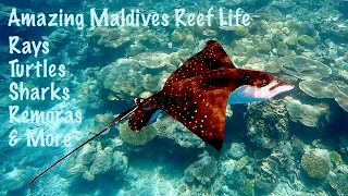 4k Snorkelling NH Collection Maldives Havodda