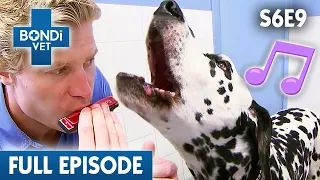 Large Lump Found On Singing Dalmatian's Throat 🎵 | Bondi Vet Season 6 Ep9 | Bondi Vet Full Episodes