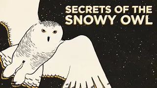 Secrets Of The Snowy Owl | NPR's SKUNK BEAR