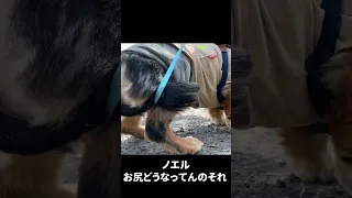 愛犬と公園お散歩で日光浴【ミニチュアダックスフンド/シルバーダップル】#shorts