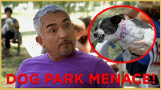 HE HAS BITTEN EVERYONE! (DOG PARK MENACE) | Cesar911 Shorts