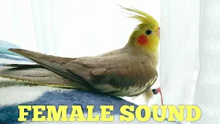 FEMALE COCKATIEL SOUND 🌹 Cockatiel Sounds