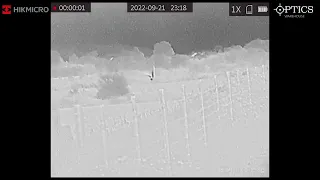 HIKMICRO Lynx PRO 25mm Smart Thermal Monocular Barn Owl Footage