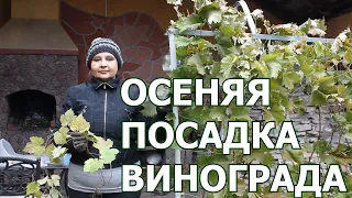 Как посадить виноград осенью.