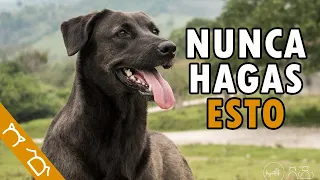 15 Cosas Que NO DEBES HACER Con Tu Perro | Cosas Que Los Perros ODIAN De Las Personas