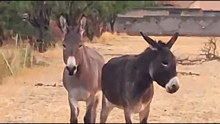 Mariano persiguiendo a Clara.