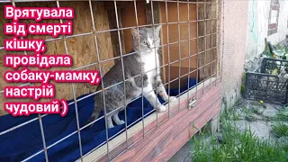 Врятувала від смерті кішку,провідна  собаку-мамку,настрій чудовий )